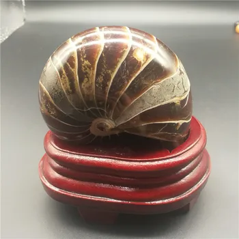 0.83 kg Natūralus Aukštos Kokybės Ammonite Parduoti LA2037
